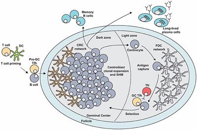 Regulation of the Germinal Center Response